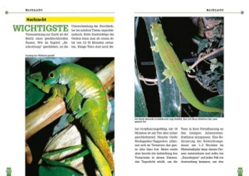 Preview: Der Große Madagaskar-Taggecko